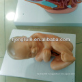 ISO Childbirth Training Model, Anatomical Female Pelvis with Fetus Model